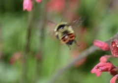 Bombus centralis
