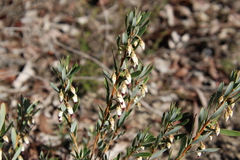 Conostephium pendulum
