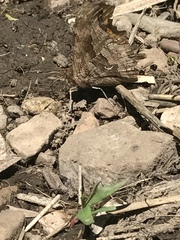 Polygonia satyrus satyrus