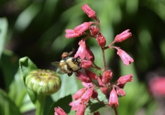 Bombus centralis