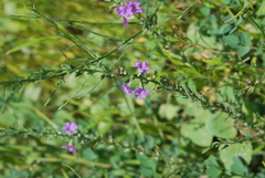 Lythrum californicum