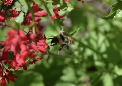 Bombus centralis