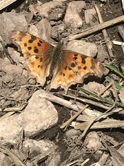 Polygonia satyrus satyrus