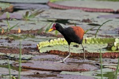 Jacana jacana