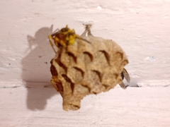 Mischocyttarus cerberus