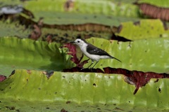 Fluvicola albiventer