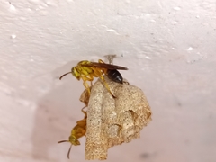 Mischocyttarus cerberus