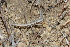 Yersiniops solitarius