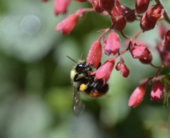 Bombus centralis