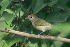 Hylophilus amaurocephalus