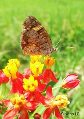 Phyciodes graphica graphica