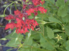 Bombus centralis