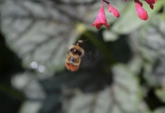 Bombus centralis