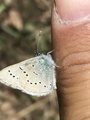 Glaucopsyche lygdamus oro