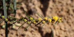 Acacia sessilis