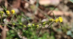 Acacia sessilis