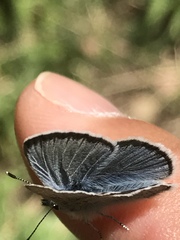 Glaucopsyche lygdamus oro