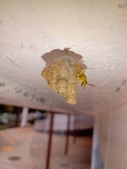 Mischocyttarus cerberus