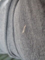 Lepismatidae