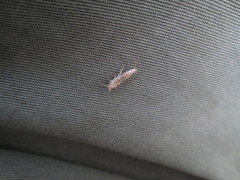 Lepismatidae