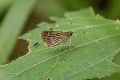 Vehilius stictomenes