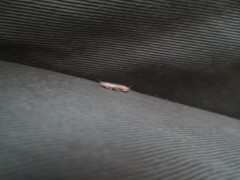 Lepismatidae