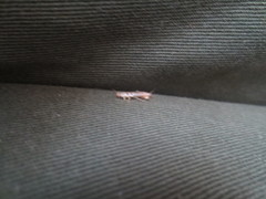 Lepismatidae