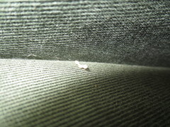 Lepismatidae