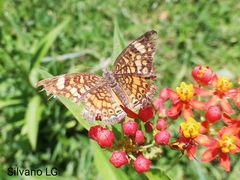 Phyciodes graphica graphica