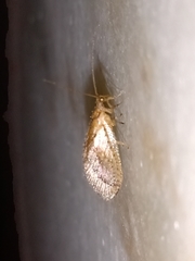 Nusalala tessellata
