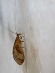 Nusalala tessellata