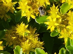 Bombus centralis