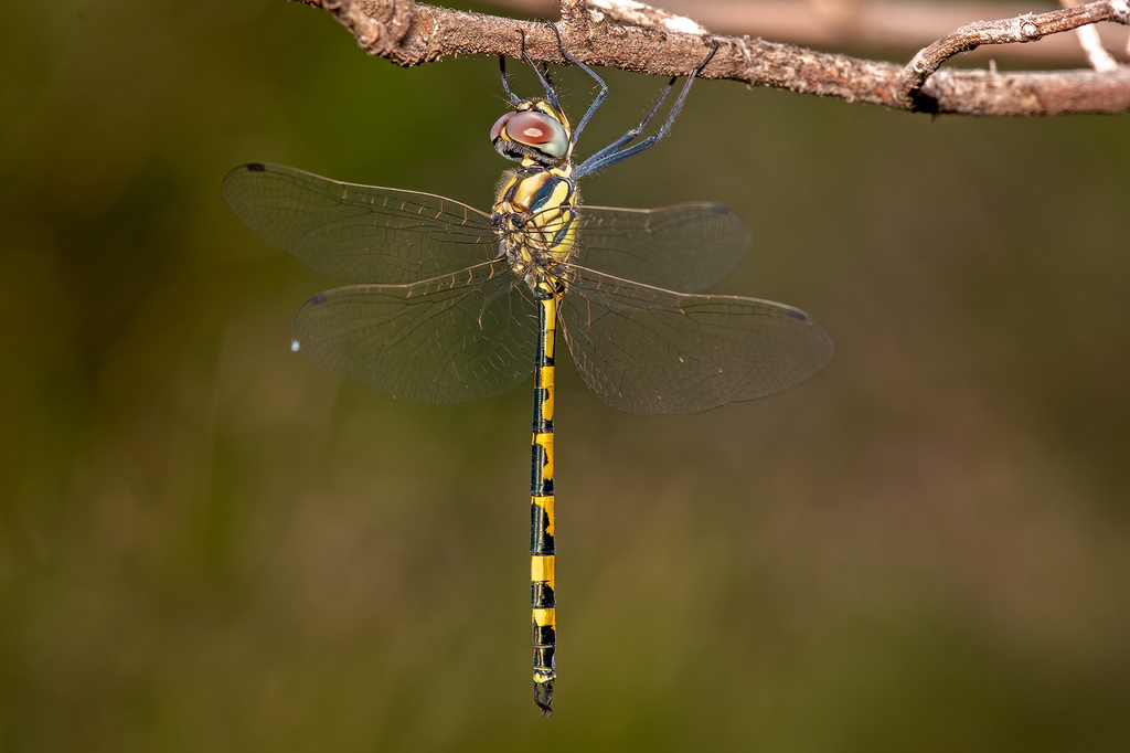 Yellow-spotted Emerald