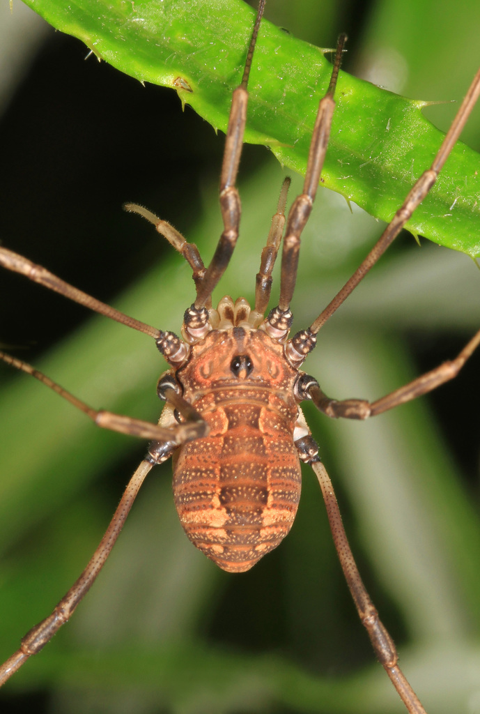 Speckled Harvestman