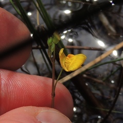 Utricularia