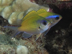 Chromis ovalis