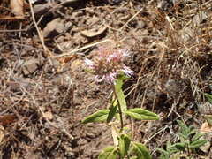 Monardella hypoleuca hypoleuca