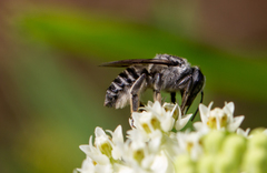 Megachiloides