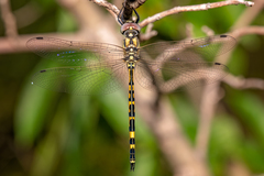 Hemicordulia intermedia