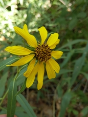 Helianthus californicus