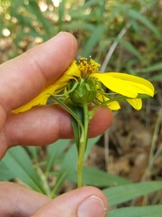 Helianthus californicus