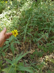 Helianthus californicus