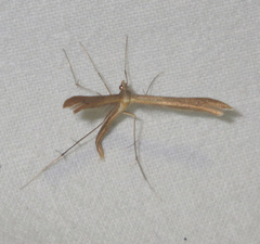 Stenoptilia pterodactyla