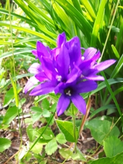 Campanula glomerata