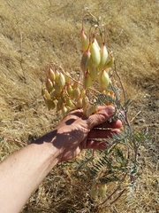 Astragalus asymmetricus