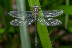 Micromidia convergens