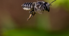 Megachiloides