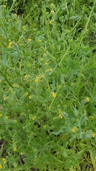 Amsinckia lycopsoides