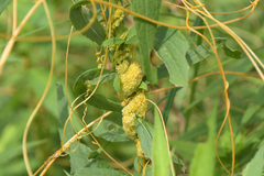 Cuscuta glomerata