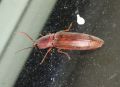 Stenagostus rhombeus